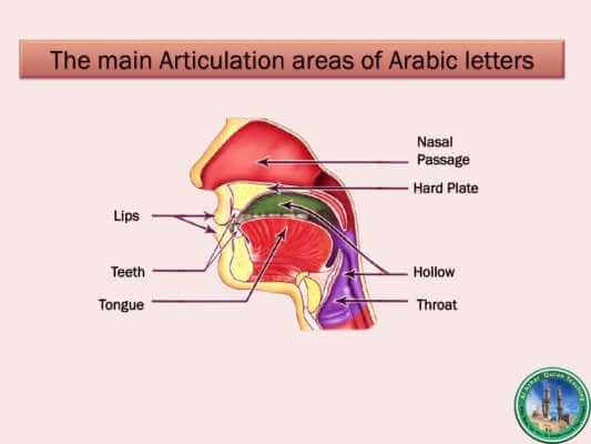Al-Azhar Quran Teaching | The Organs Of Speech And How Sounds And the Arabic Letters Are Produced