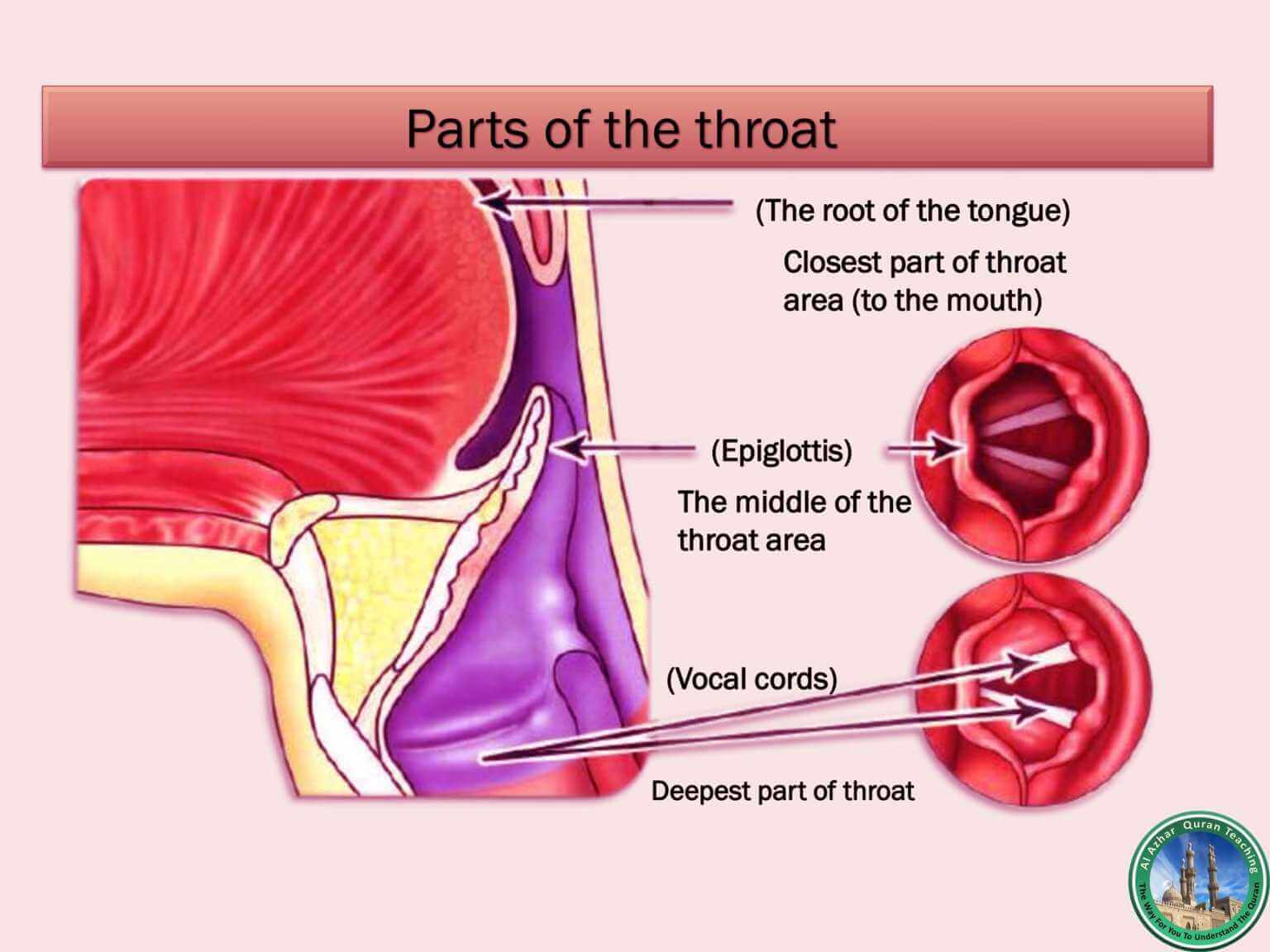 Organs of Speech & Arabic Sounds | Al Azhar Quran Teaching