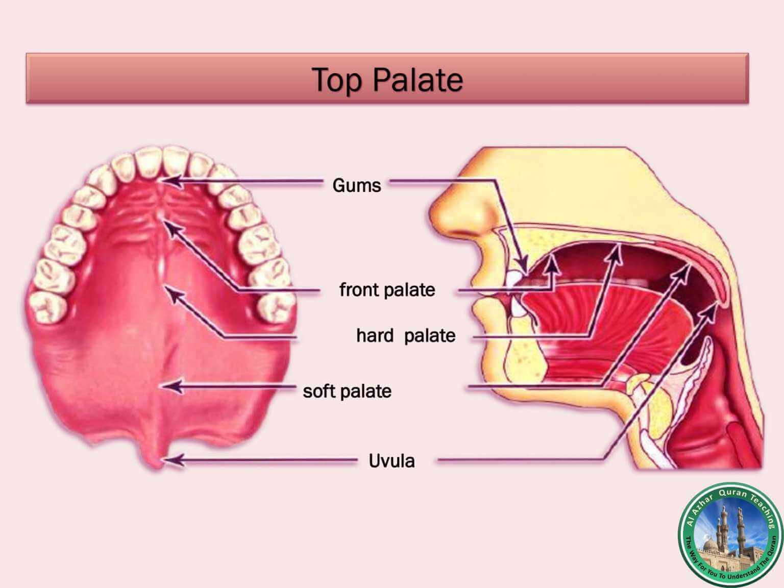 The Organs Of Speech And How Sounds And the Arabic Letters